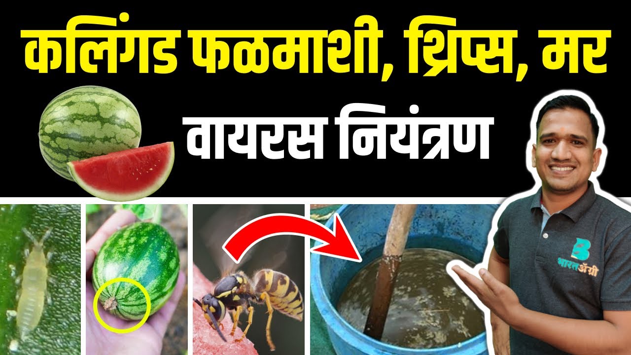 कलिंगड पिकातील फळमाशी, थ्रिप्स, मर आणि वायरस नियंत्रण