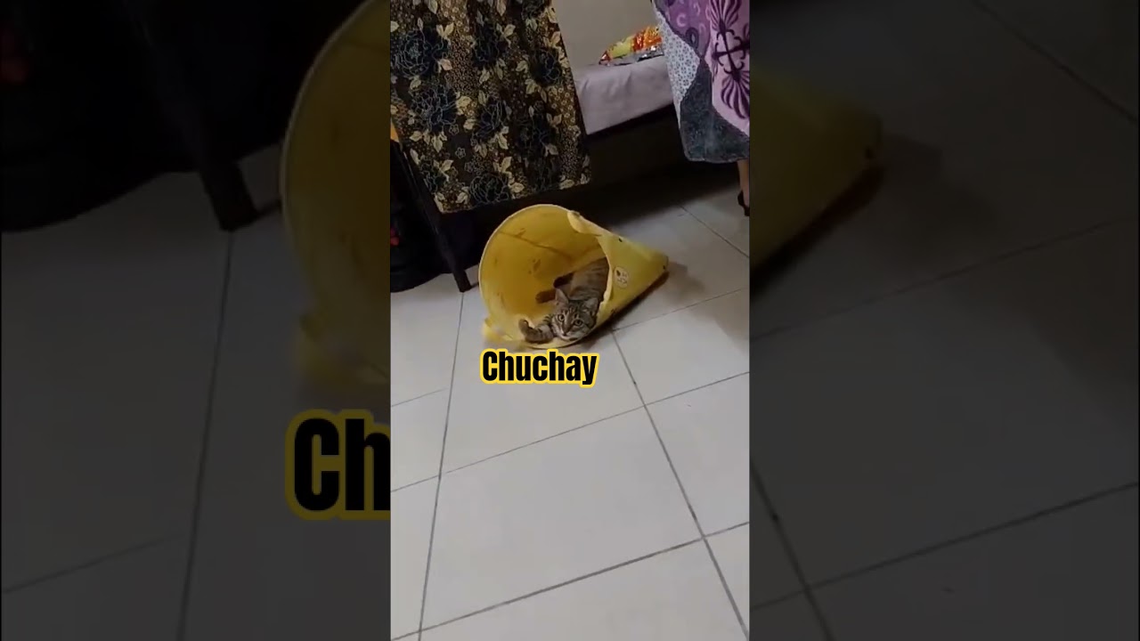 #кошачьишорты #чучай #glorifilchannel #viralvideo