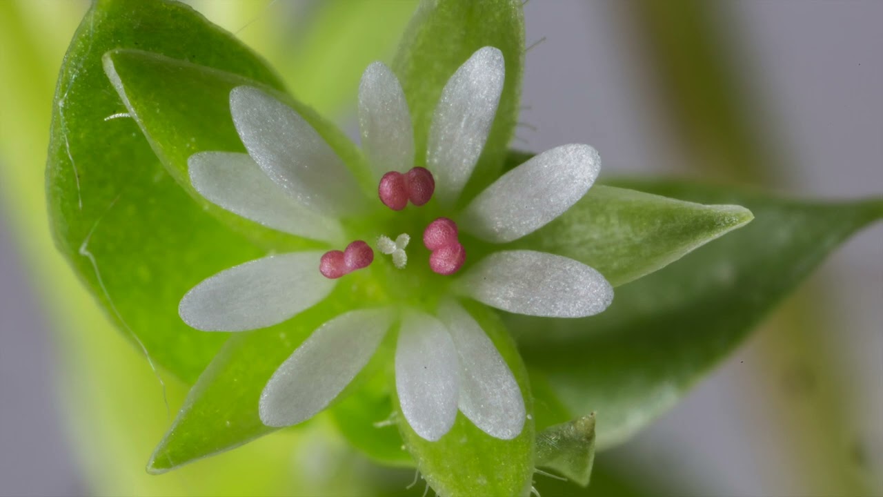 Common Chickweed with John Feehan, Wildflowers of Offaly series