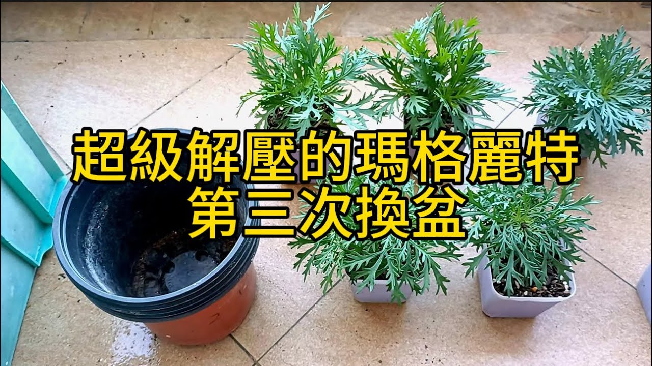 超級解壓的瑪格麗特第三次換盆，瑪格麗特菊成球步驟（三）#花園 #花园 #盆栽 #种植