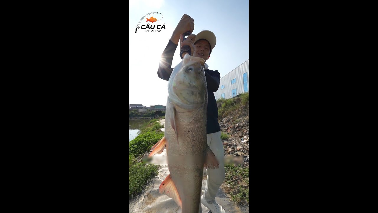 Ngô á câu cá Vé 525k một tiếng. Dùng Mồi Thần Thánh Kiếm 1 Triệu 5 của chủ hồ #cauca #fishing #câucá