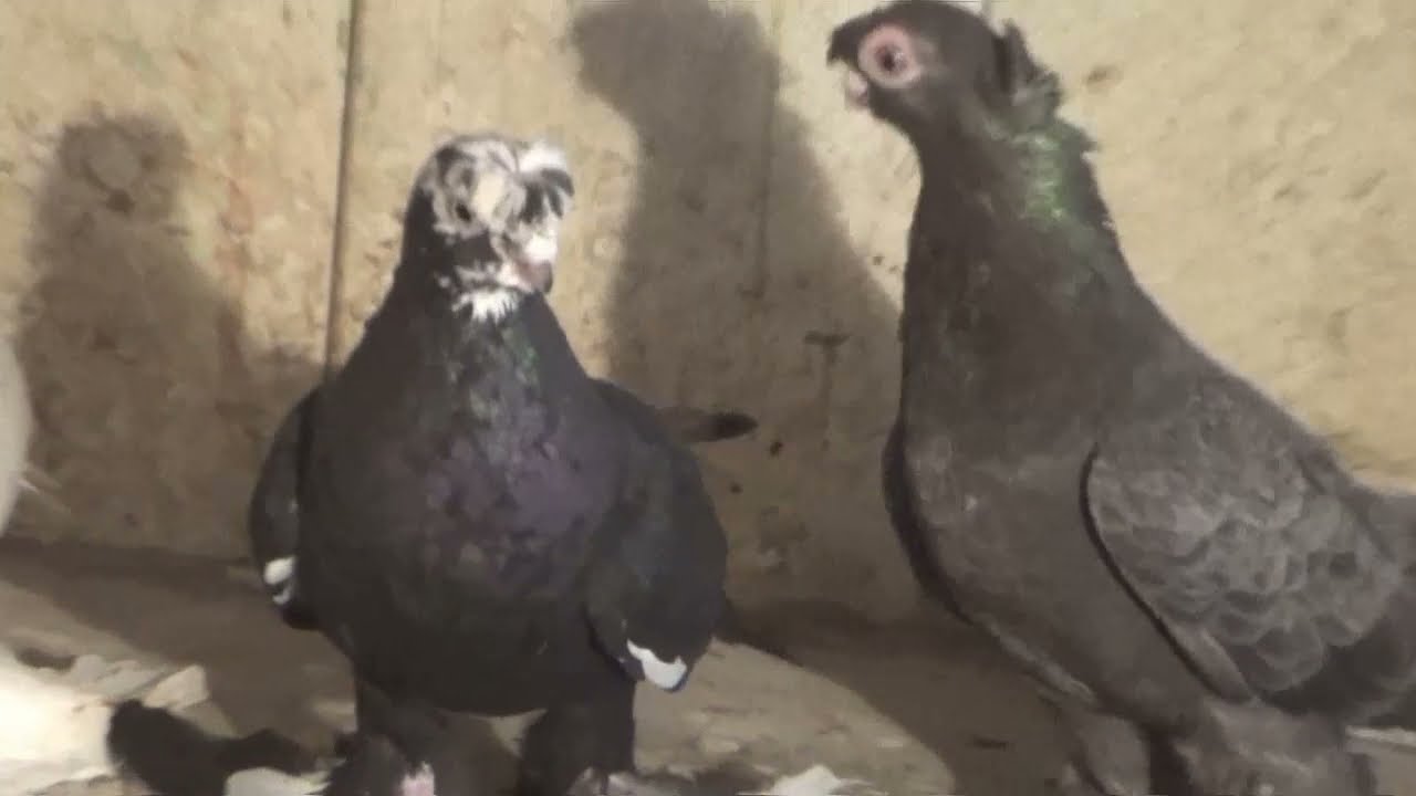 Узбекские голуби Андрея Кондратьева  Часть 1
