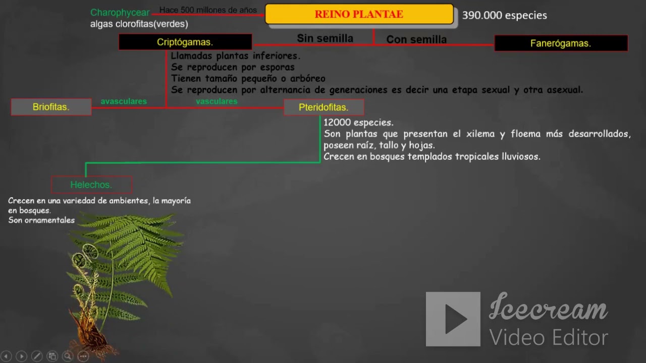 CLASIFICACION VEGETAL 1