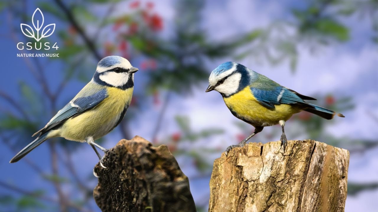 Nature Birds Sounds for Sleep | Birds Chirping and Calming for Deep Rest - Meditation & Healing