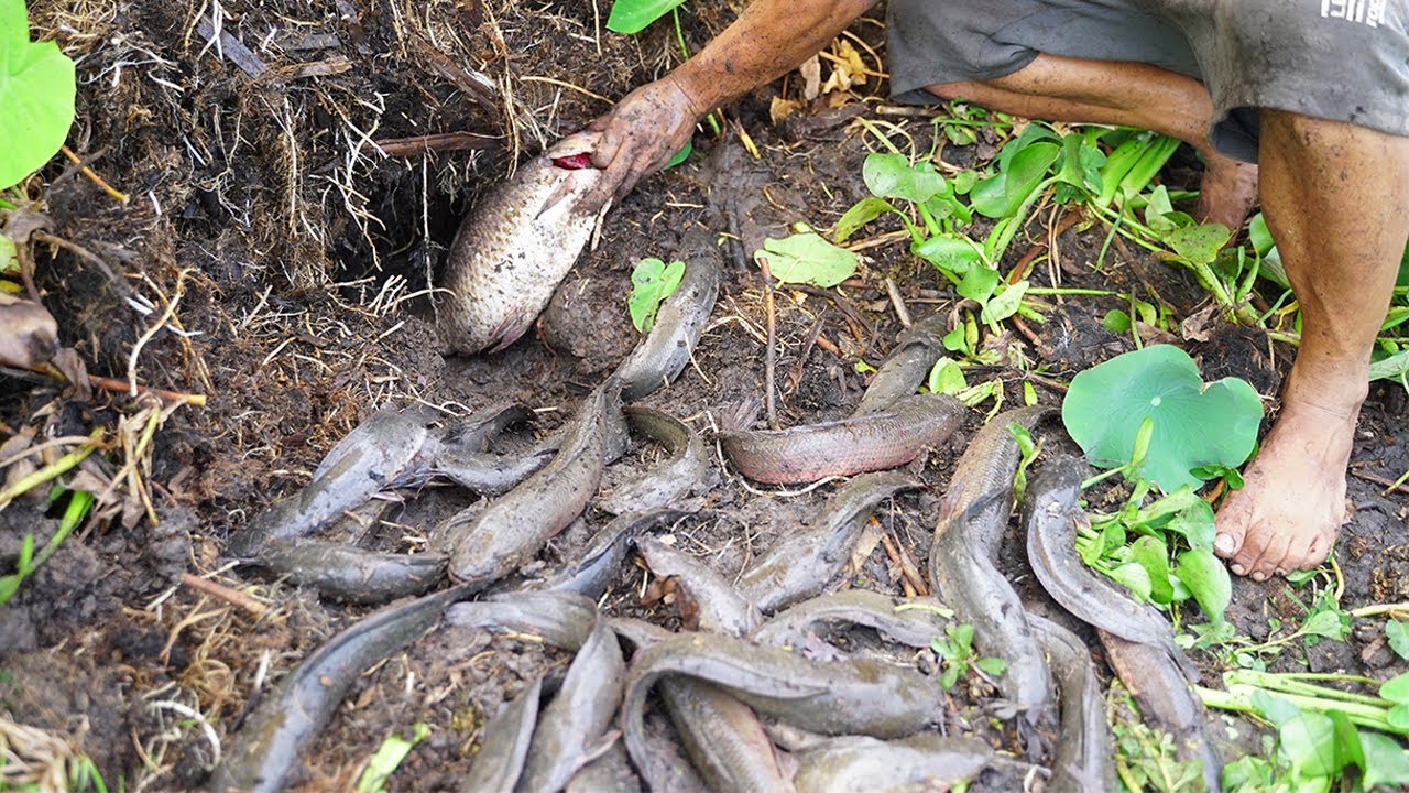 Wow! Unbelievable Fishing Under Secret Hole in Dry Season - Best Catching Snakehead fish & Catfish