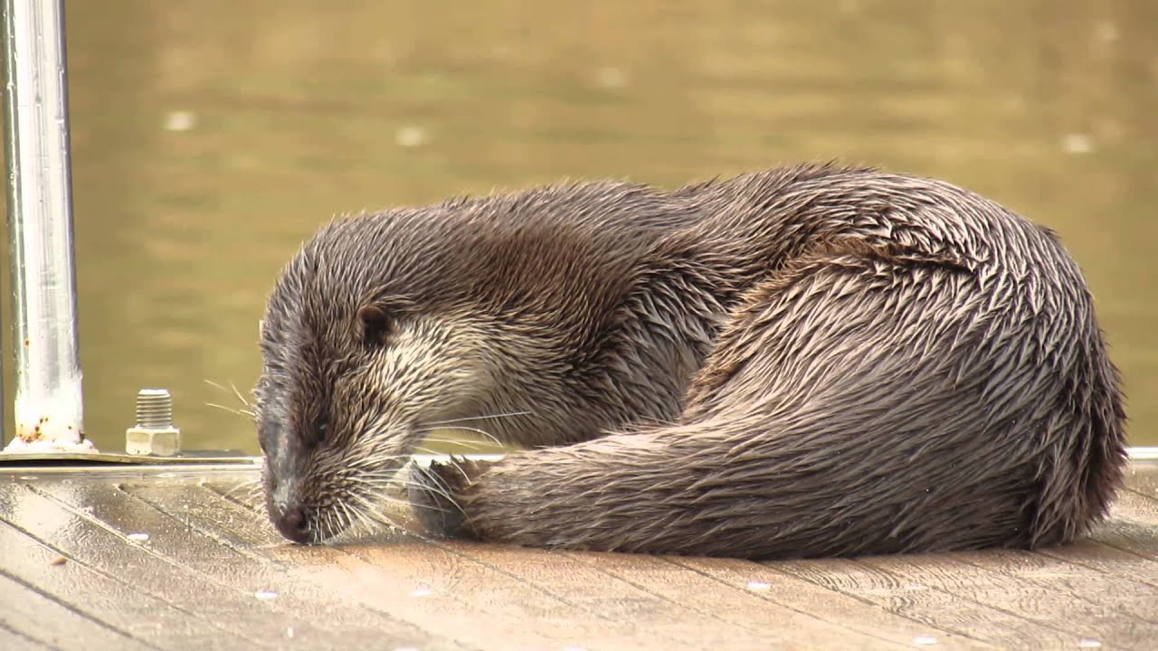 Nutria pale&aacute;rtica (Lutra lutra).otter