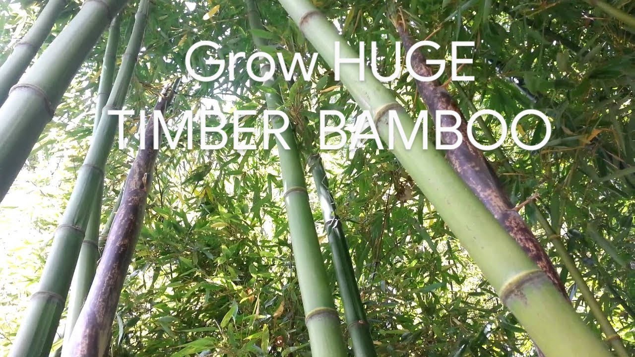 Growing BIG Huge TIMBER BAMBOO