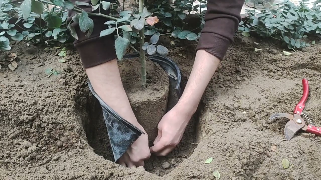 زراعه الورد الجوري في الارض  الدائمه خطوه بخطوه