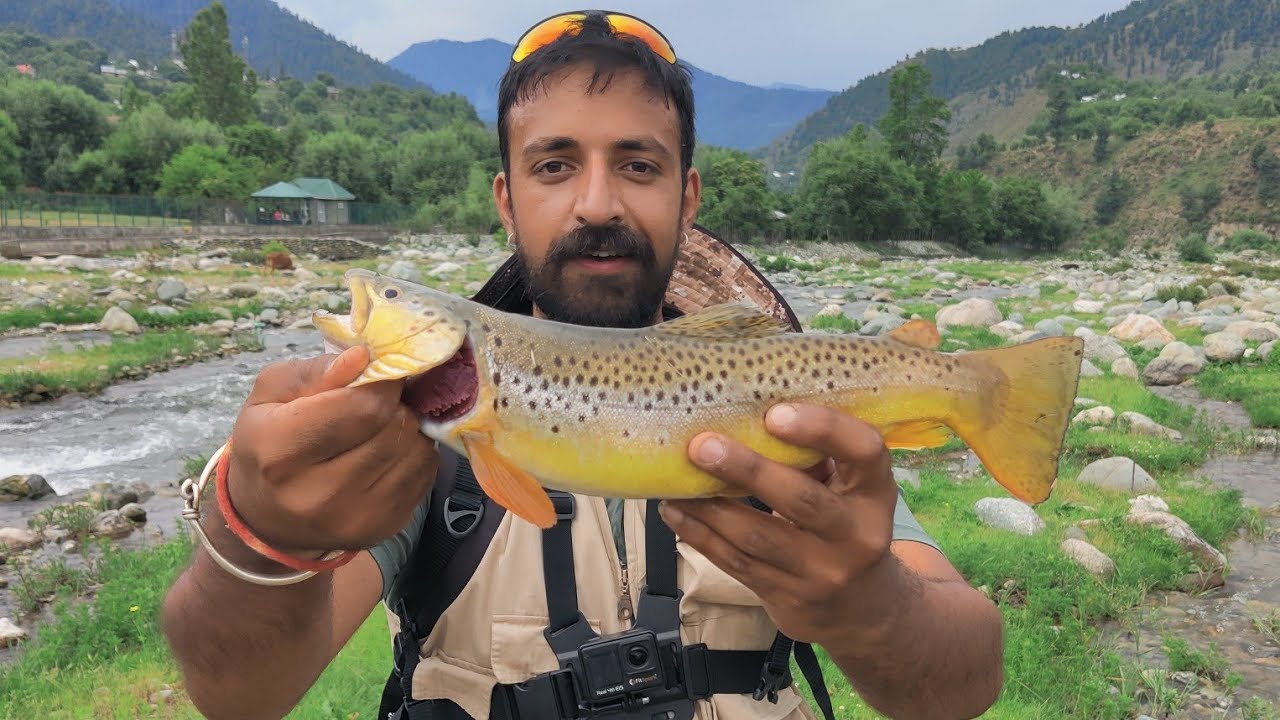 trout fishing in Kashmir..big brow trout on streamers.#flyfishing#kashmir#bringi #trout
