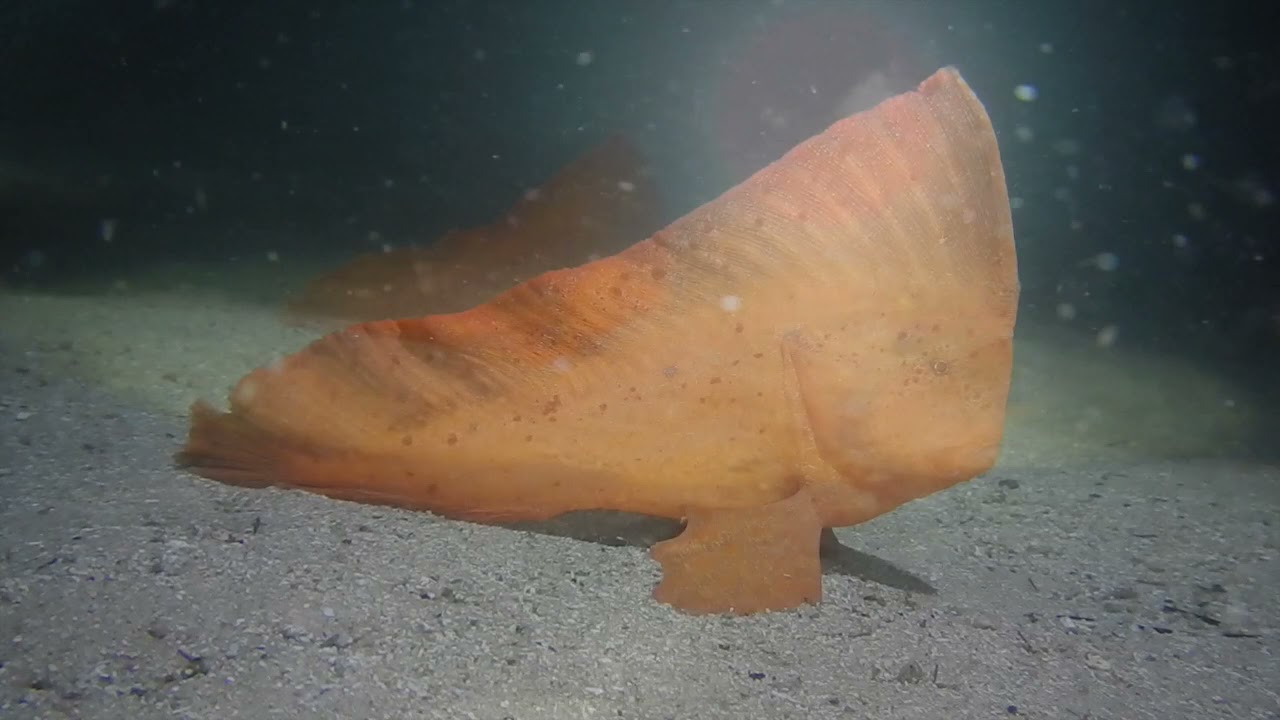 Red Indianfish, Патэк, Scuba diving adventure, exploring