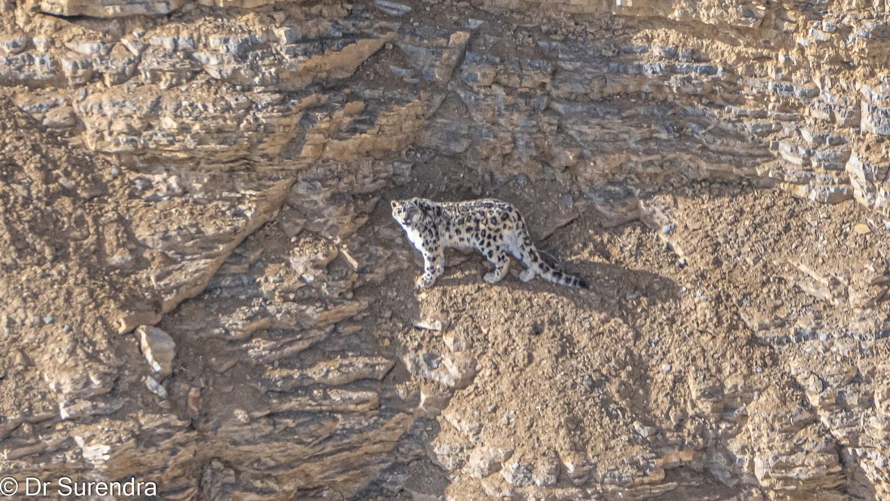 Snow Leopards of Kibber