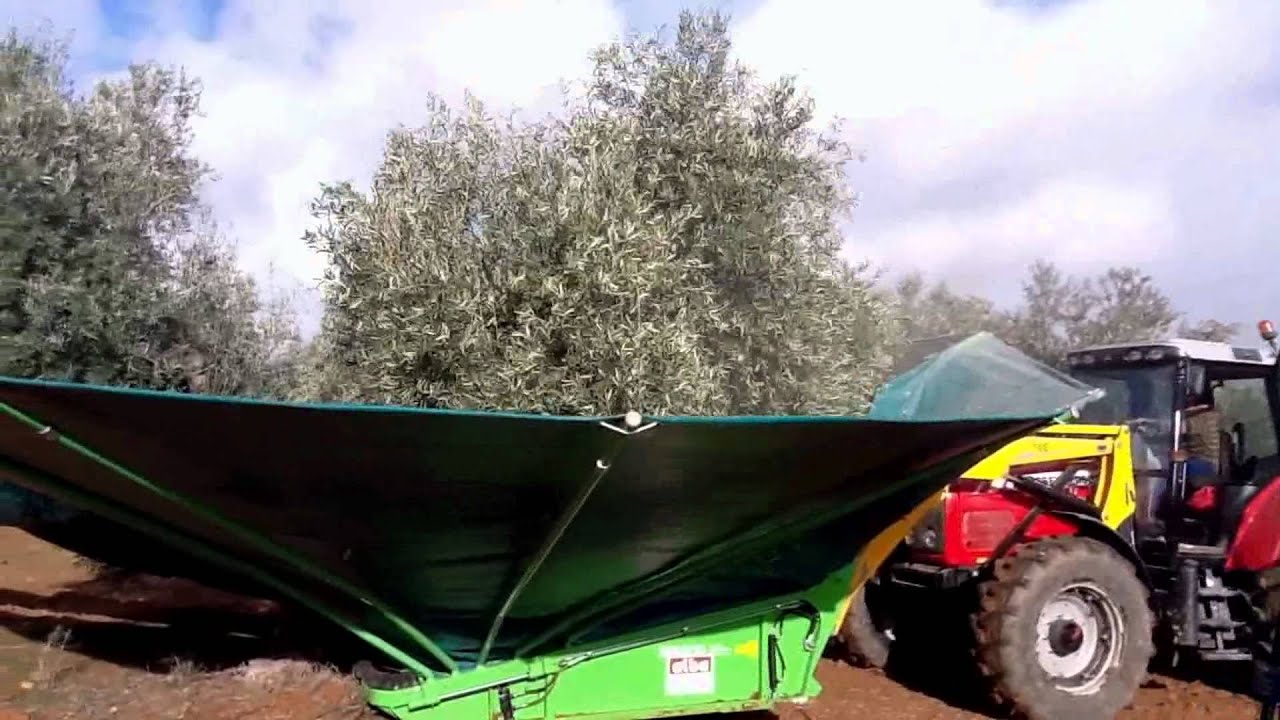 Recolector de olivo viejo. Solano Horizonte