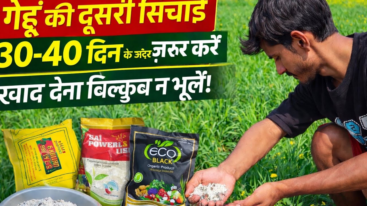 गेहूं की दूसरी सिंचाई 30–40 दिन के अंदर ज़रूर करें, इस समय खाद देना बिल्कुल न भूलें! 