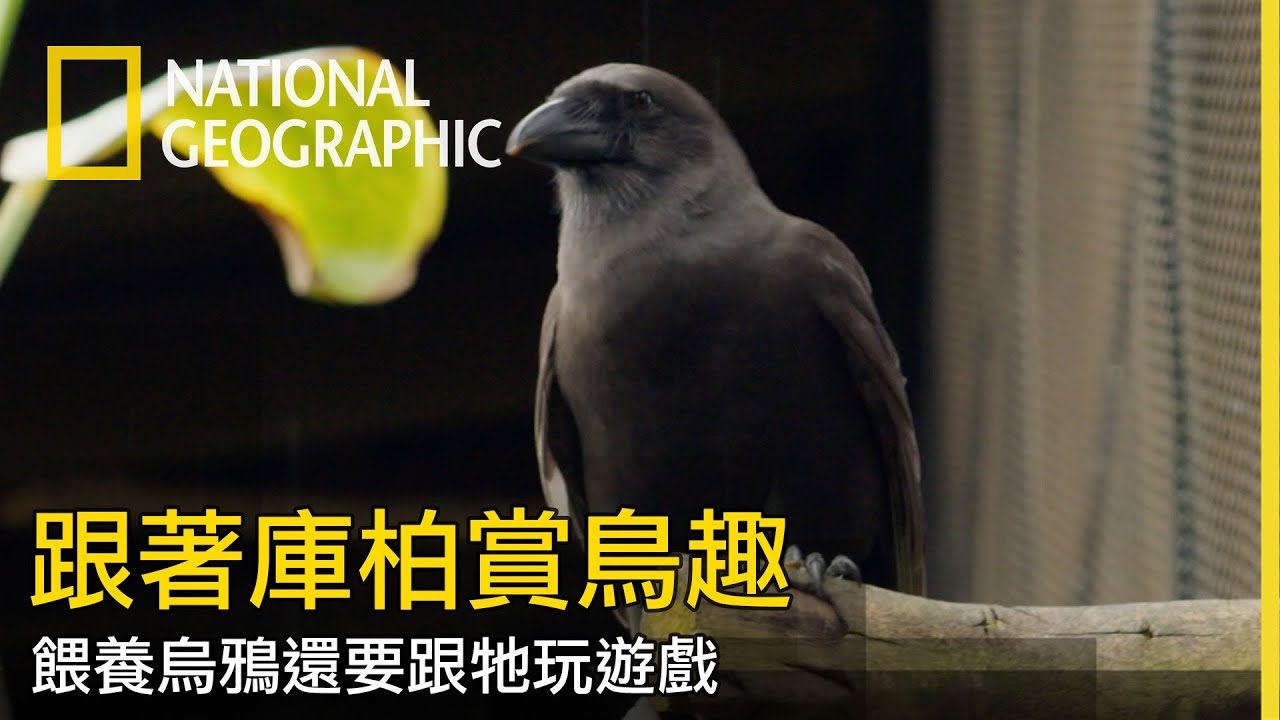 「牠」真的很聰明，要跟夏威夷烏鴉玩遊戲才行【跟著庫柏賞鳥趣】