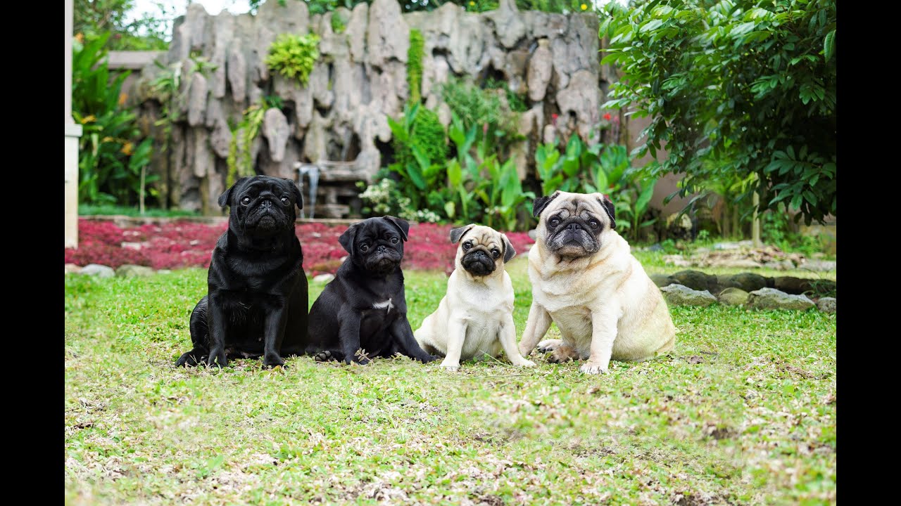 The Growing Stages of Pugs from Newborn to 1 Year-Old and Some Pug Facts