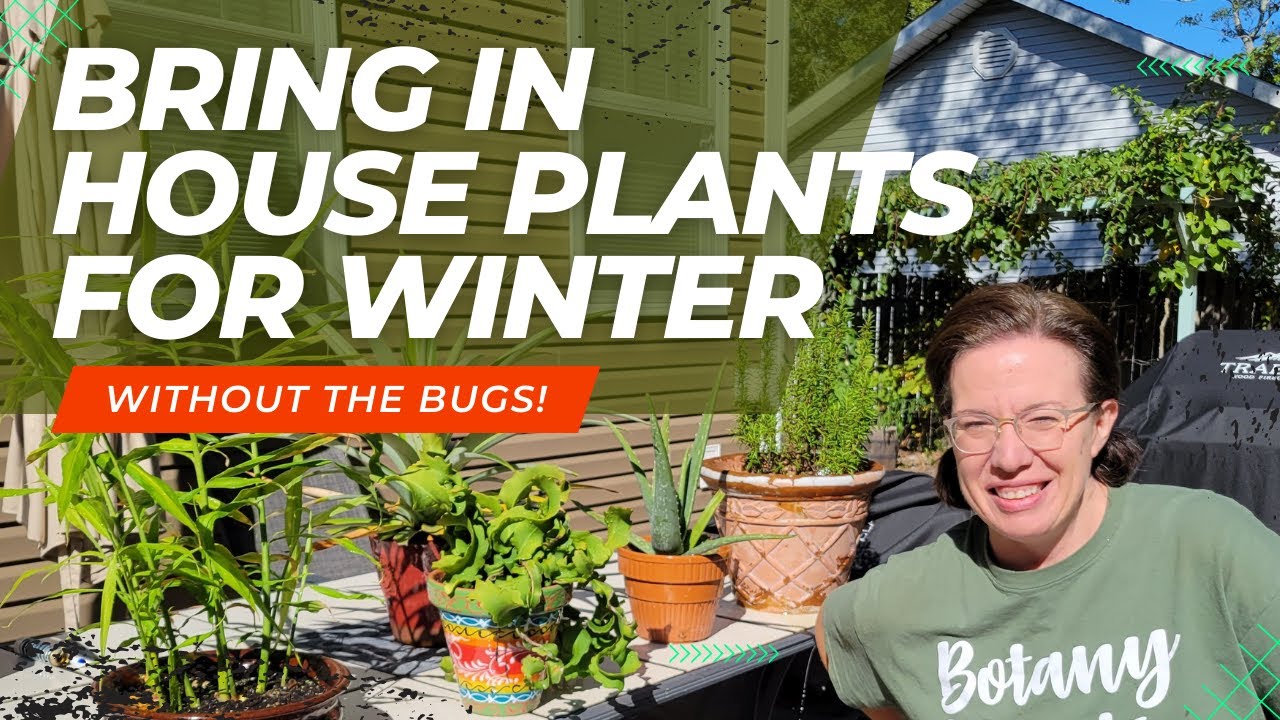 How to Bring House Plants Indoors for Winter Without Bugs