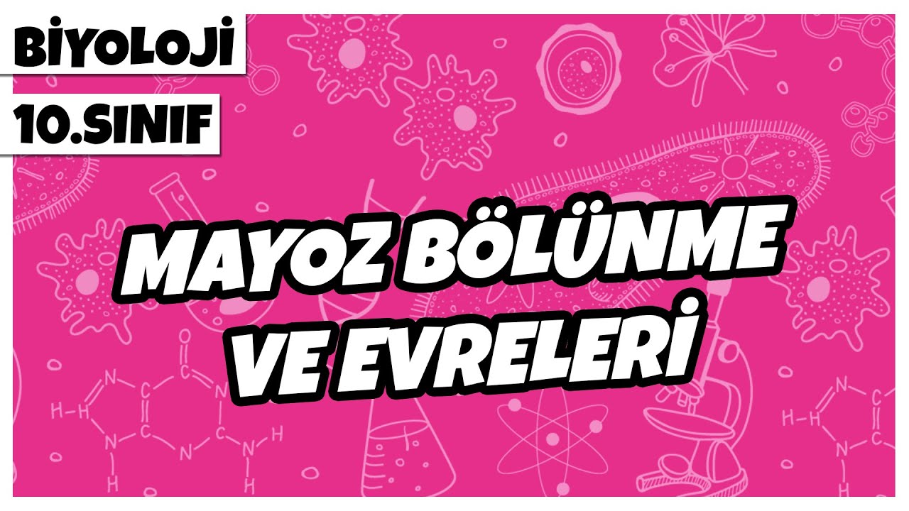 10. Sınıf Biyoloji - Mayoz Bölünme ve Evreleri | 2022