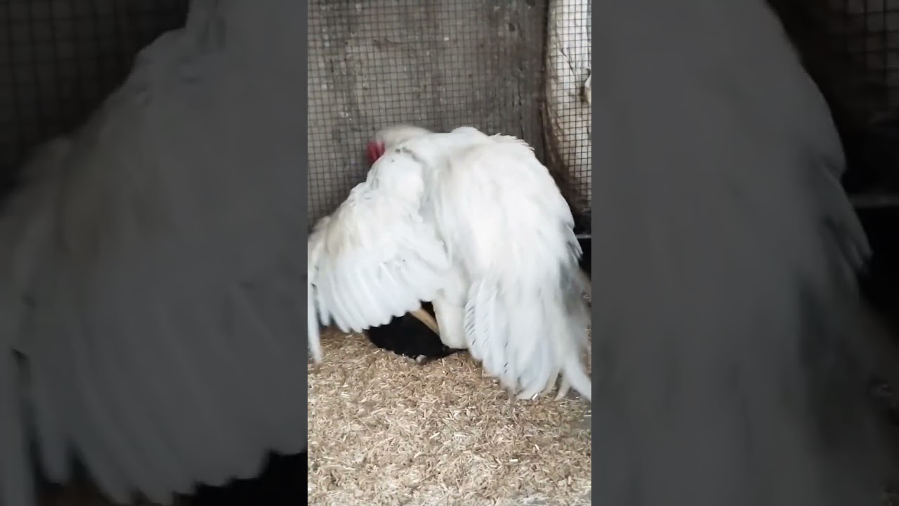 My Beautiful Giant Aseel Roaster || White Aseel Murga || Chita Aseel Murga || Afghani Breed || BVI
