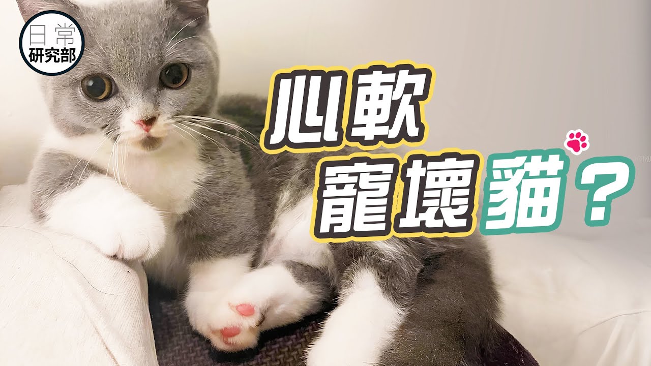 學會拒絕，你必須無視貓的10個情境！
