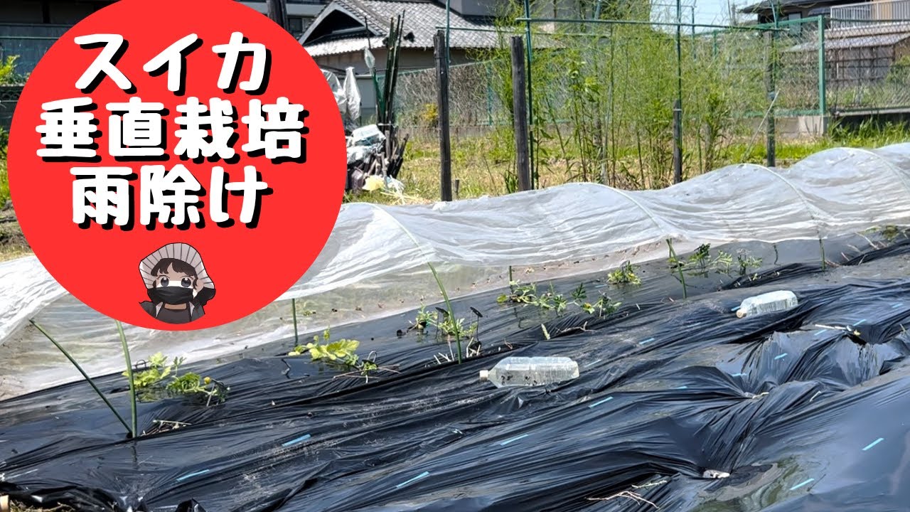 スイカの植付けと垂直栽培と雨除けしました。マクワウリも植えました【ピノダディ】【ピノガール】【マクワウリ】【垂直栽培】【雨除け】【家庭菜園】