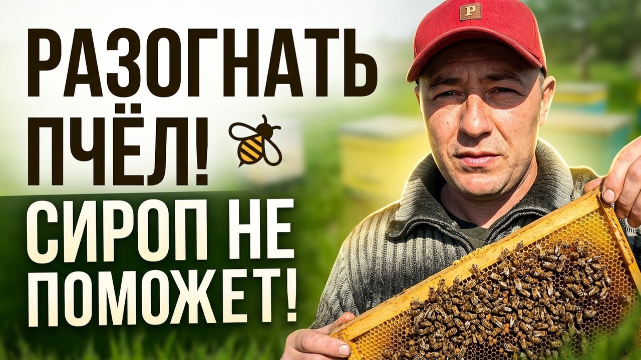 Как РАЗОГНАТЬ СЛАБЫЕ СЕМЬИ ПЧЁЛ для МАКСИМАЛЬНОГО МЕДОСБОРА СИРОП НЕ СПАСЁТ ЕСЛИ ЭТОГО НЕ ЗНАТЬ ✅🐝🐝