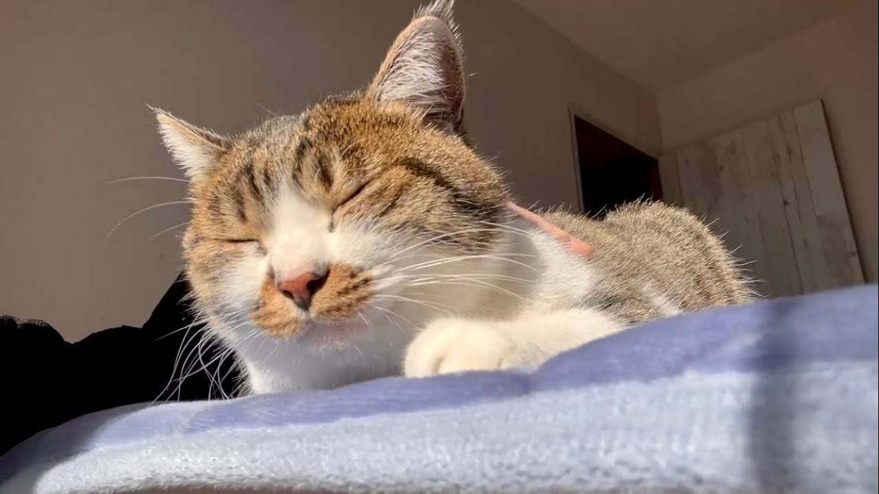 Fluffy and shiny fur