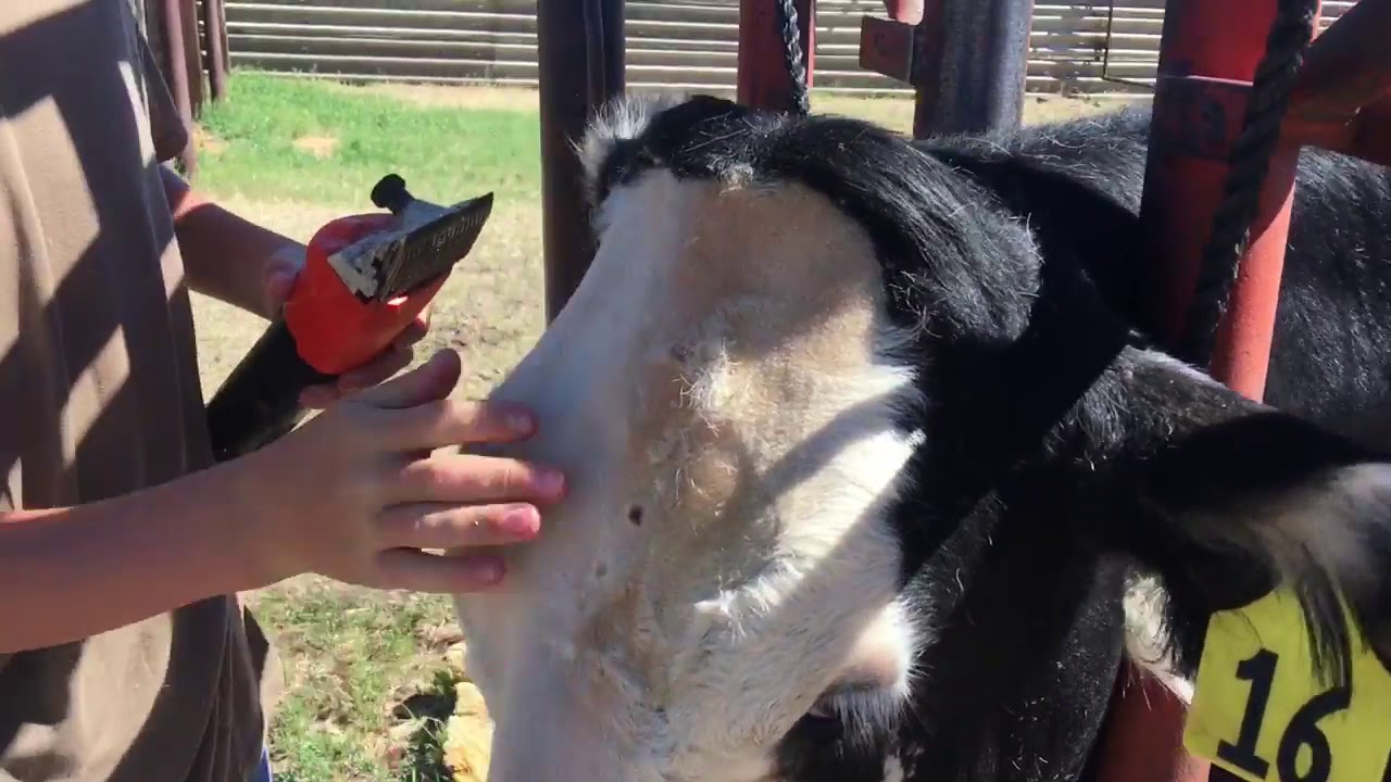 Clipping Beef Head