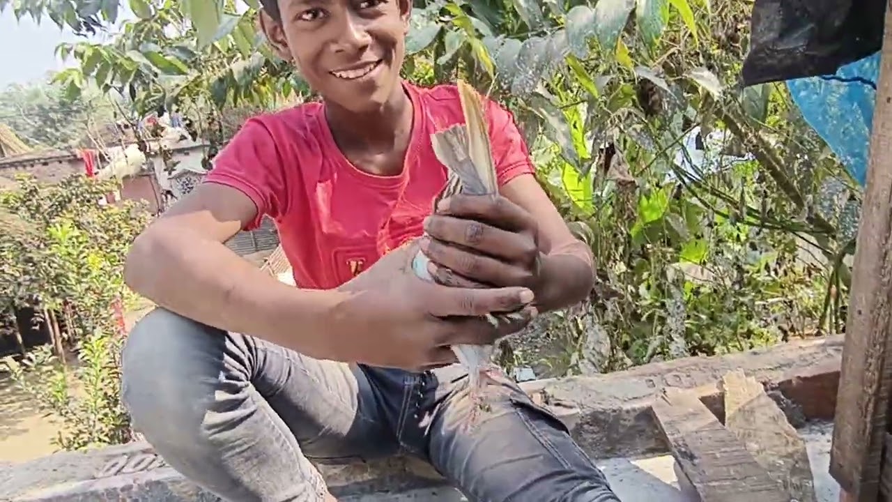 নয়ন ভাইয়ের বাড়ির বিখ্যাত পায়রা#SHKpigeonlover#kobutar#🧿🕊️🪽😊👍 