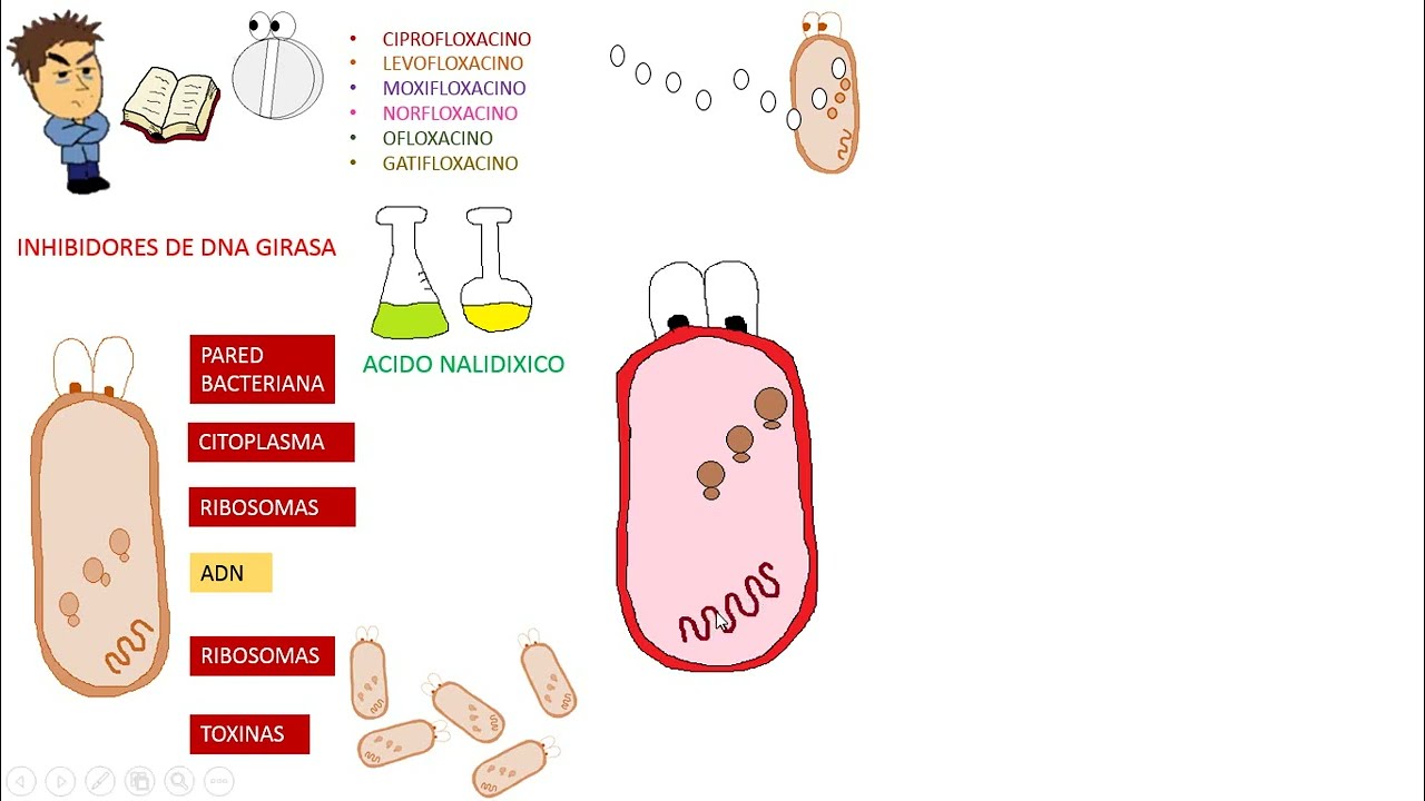 Antibioticos: QUINOLONAS
