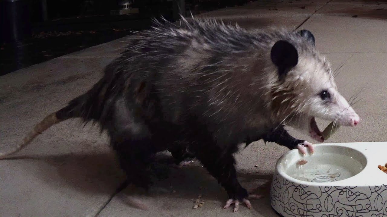 Wet Possum, Rainy Trough