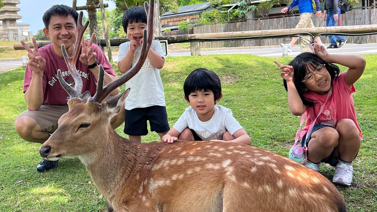 Deer feeding experience & Kyoto Family Adventure!