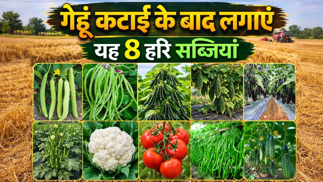गेहूं कटाई के बाद किसान जरूर लगाएं ये 8–10 हरी सब्जियां🌱कम समय में ज्यादा मुनाफा | gehu ke bad sabji