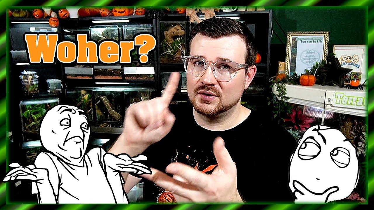 Terrarientier kaufen | Aber wo? Vogelspinne Wirbellose Schlange Gecko