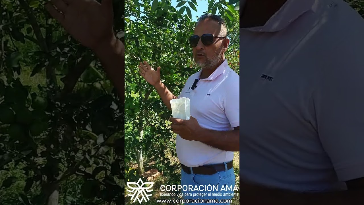 Liberación de crisopas en los cultivos