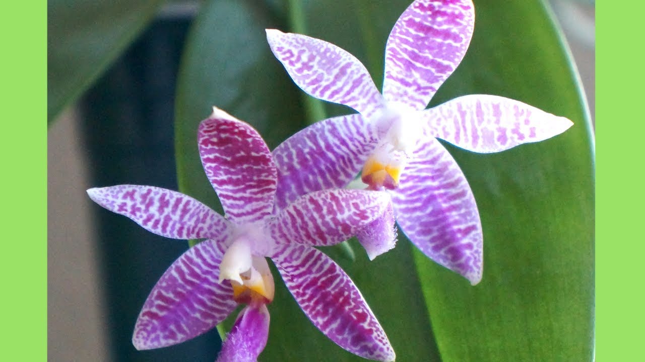 Want Crazy Aerial Roots? Why You Should & Shouldn't | Orchid Growing Care Tips