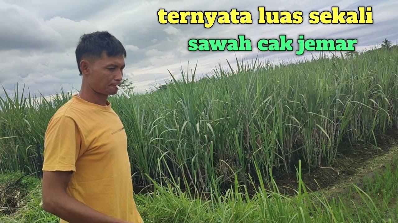 Begini kegiatan cak jemar jika tidak ada acara karnaval 