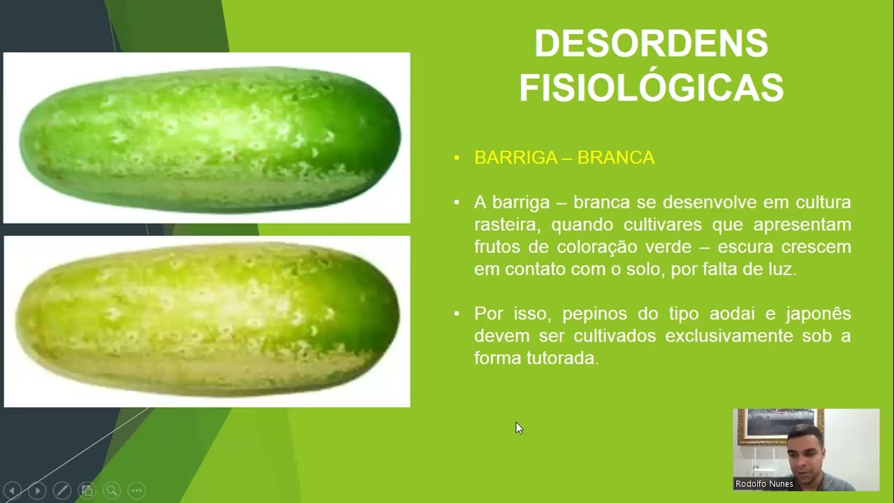 Cultura do Pepino Parte IV: Doenças