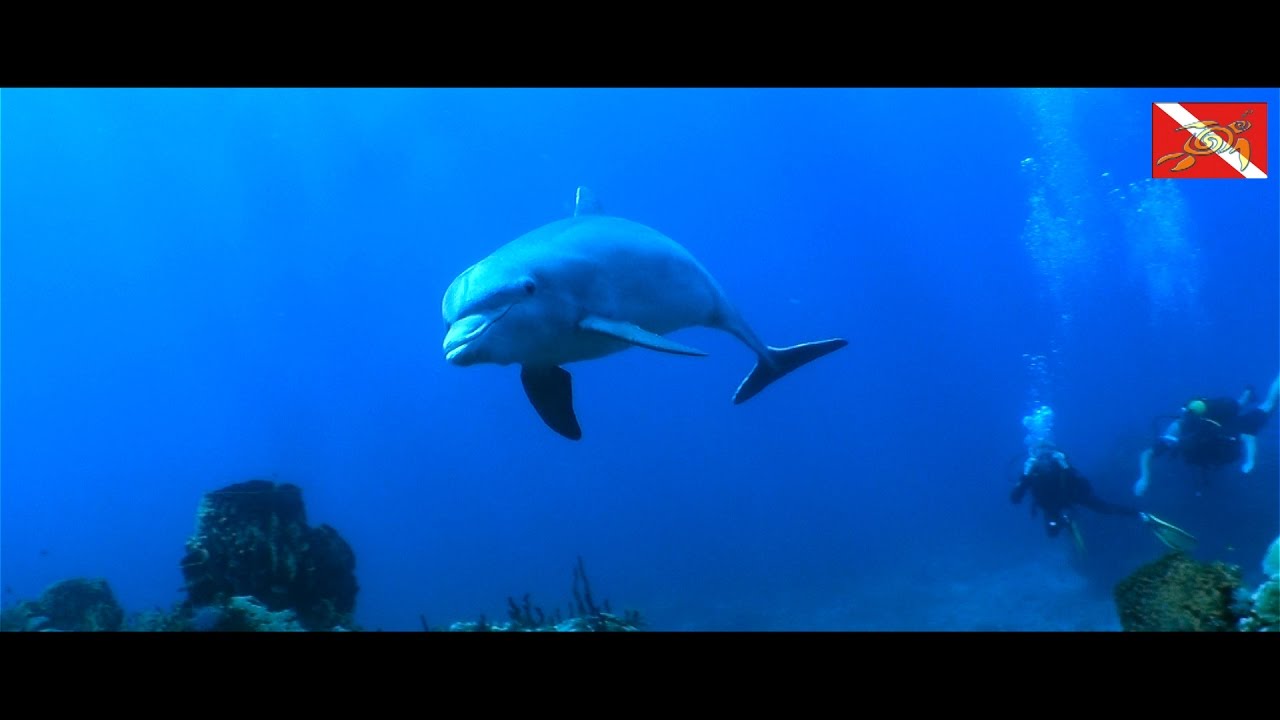 plongée en guadeloupe avec des dauphins / diving with dolphin