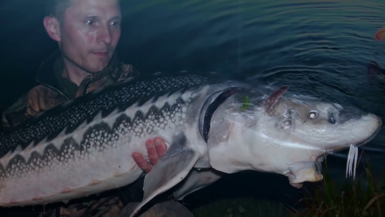 pêche des esturgeons big carp