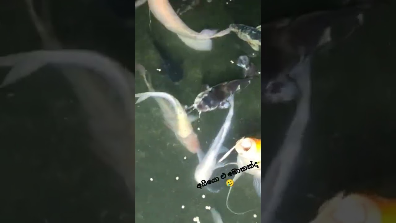 fish tank#subscribe #fish #catfish #jamegurami #theppili #mabel catfish #mosambik#short