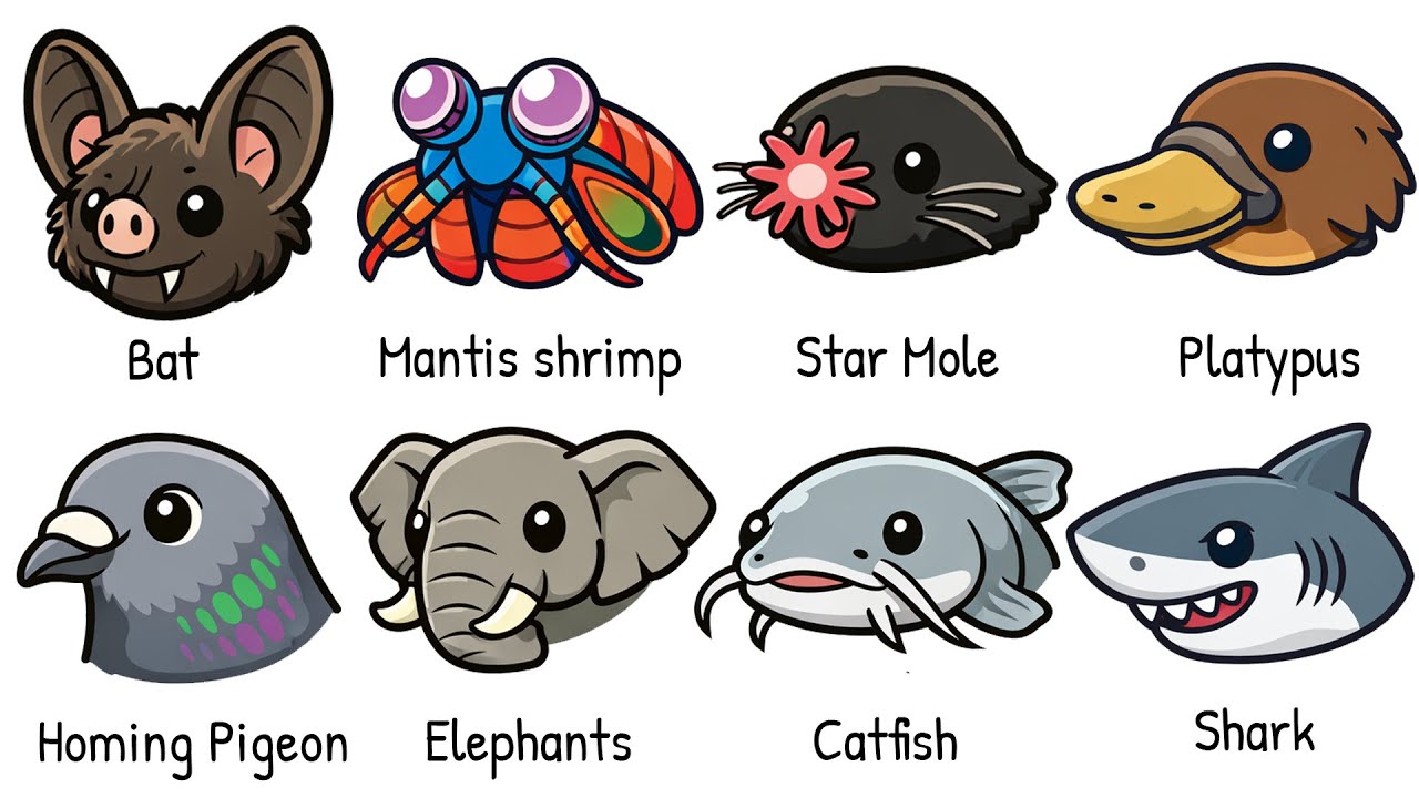 Every Super Sense Animal Explained in 8 Minutes