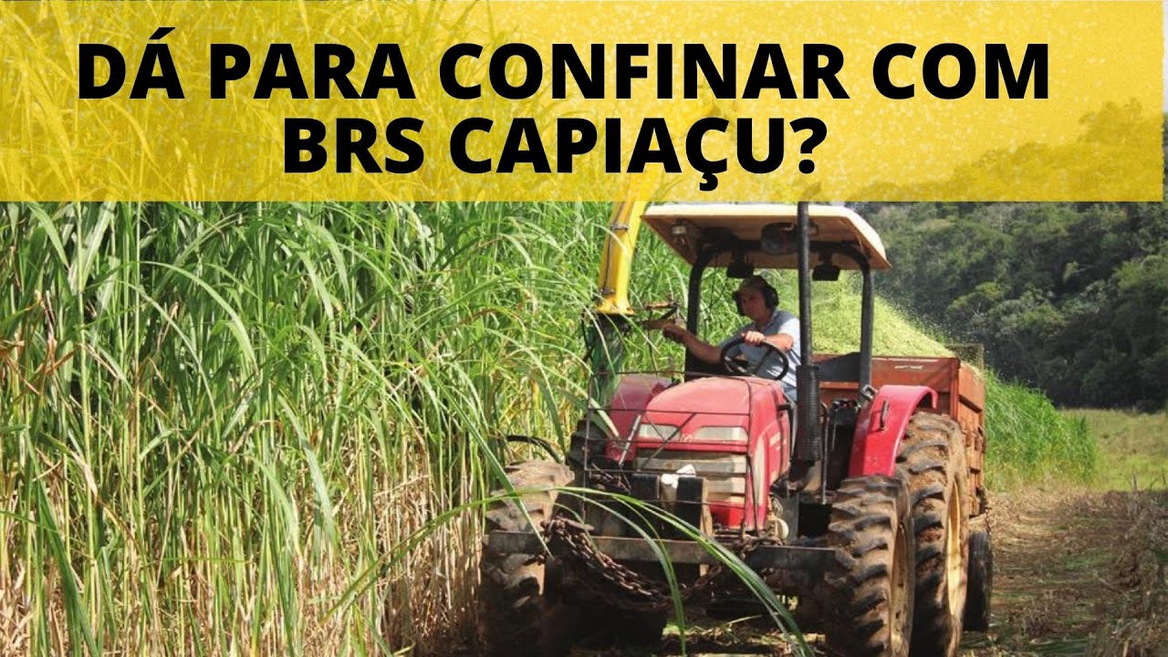 CONFINAMENTO COM BRS CAPIAÇU. É BOM OU É RUIM?