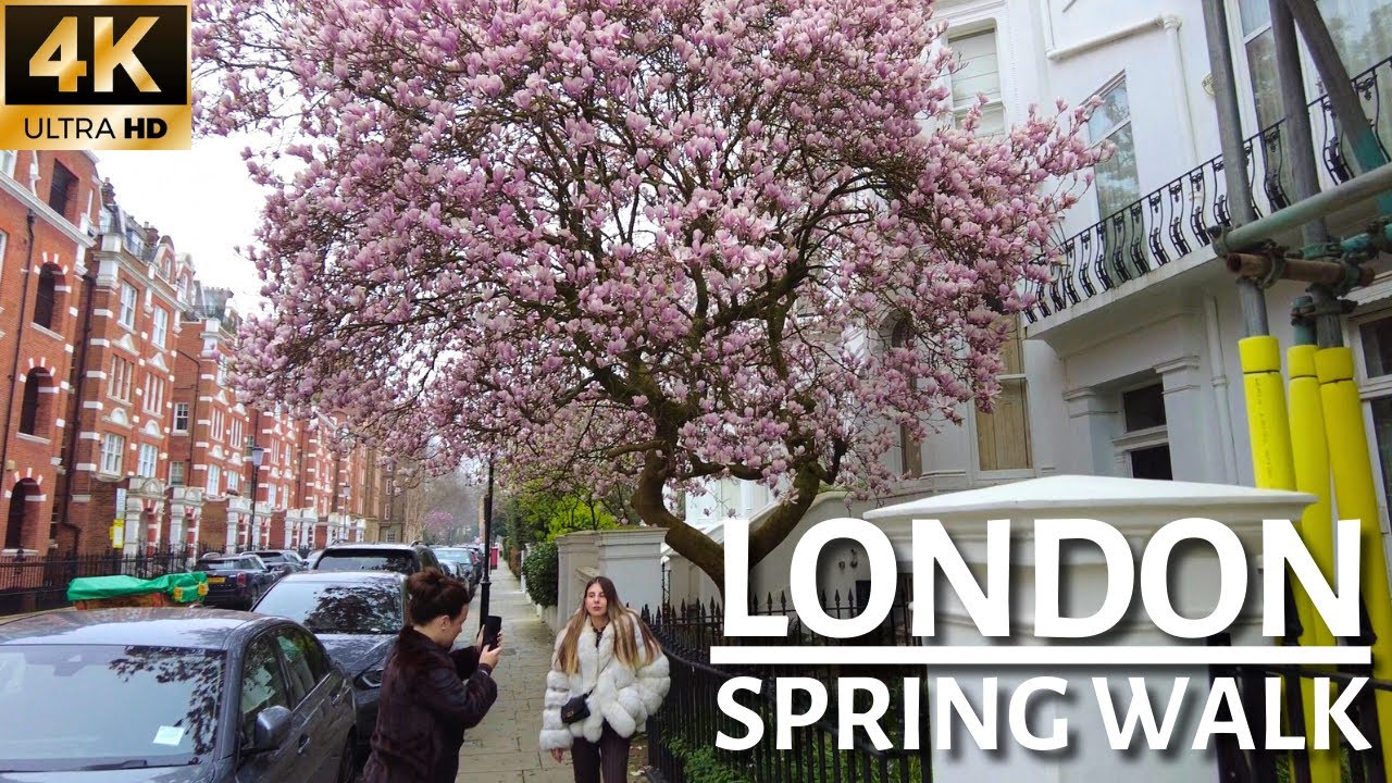 LONDON SPRING WALK | Exploring Kensington As Magnolia Season Arrives In London!! 🌸 [4K]