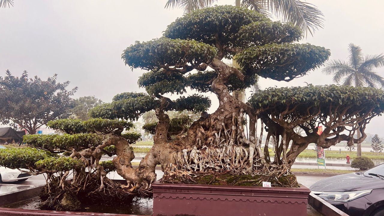 Triển lãm cây cảnh tại đền trần nam định 2026