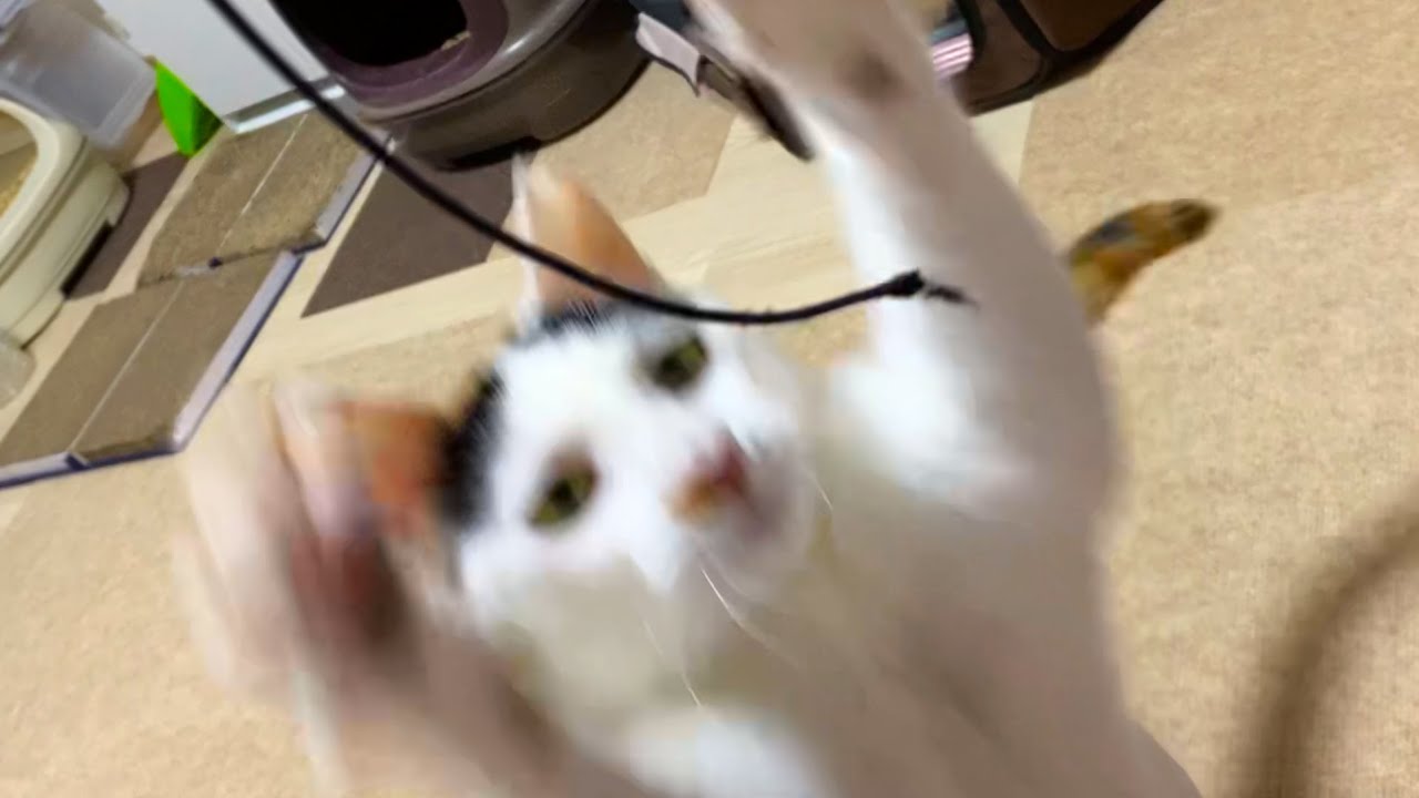 襲いかかるときはチベットスナギツネの顔【61】