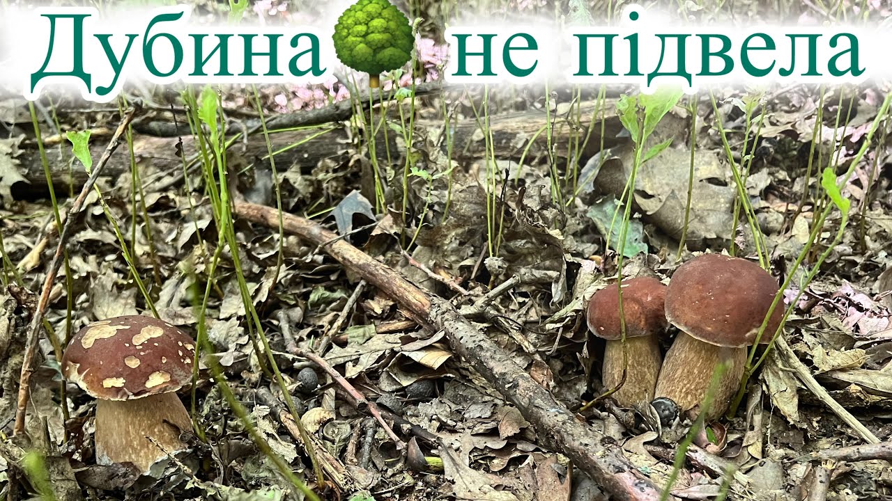 Дубина не підвела. Збір грибів у дубовому лісі