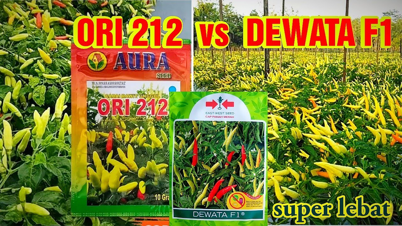 CABE ORI 212 VS DEWATA F1!! MANA YANG LEBIH UNGGUL ?