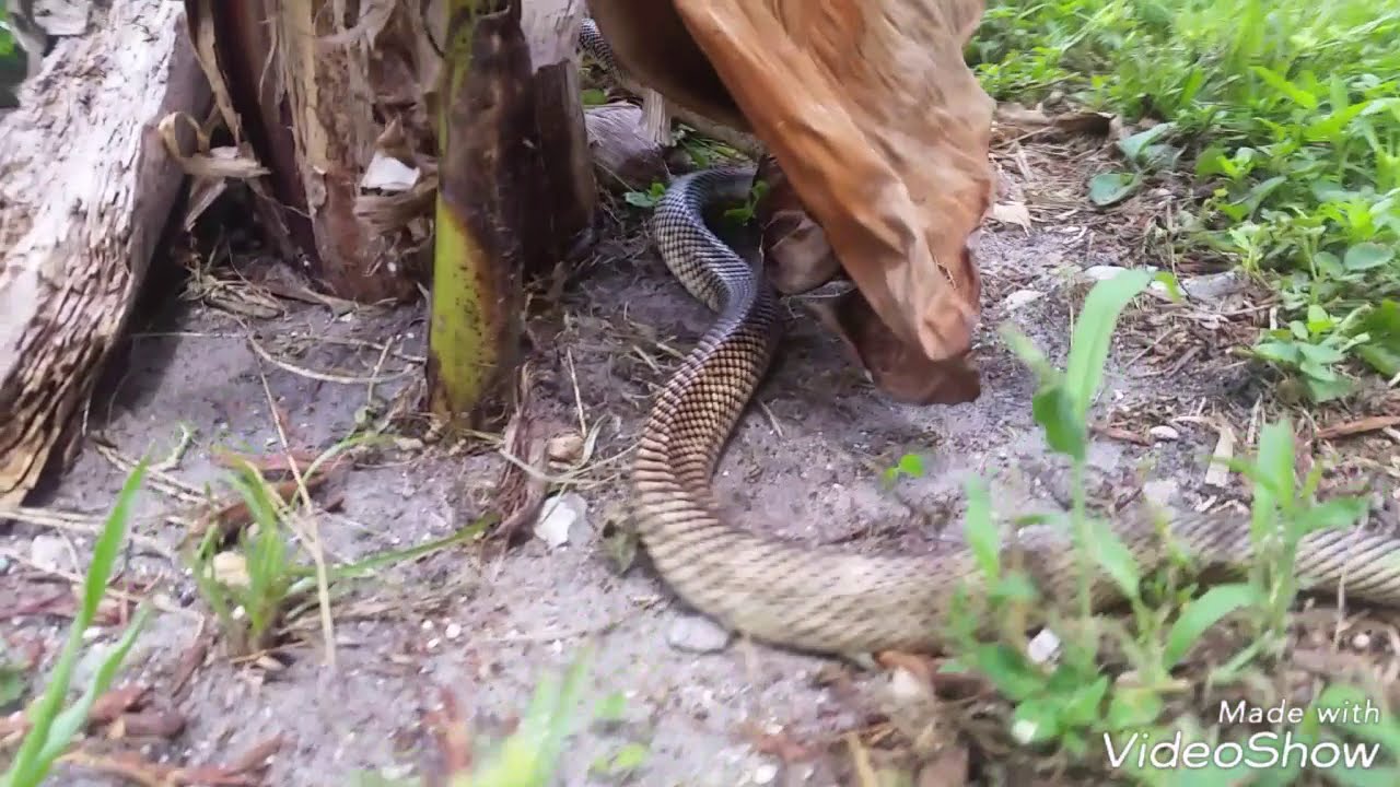 Brooks Kingsnake Outdoor LIVE MICE Feeding!!! AWESOME STRIKE!!!