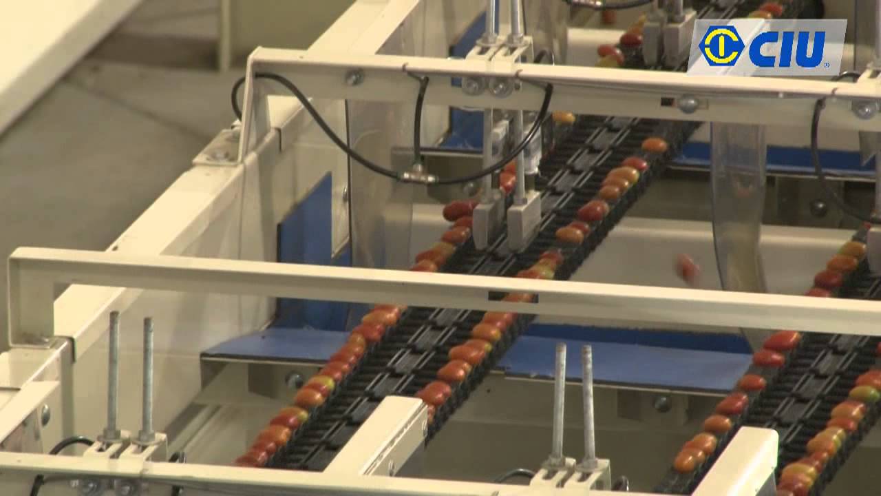 CIU - CLASIFICADORA DE TOMATE CHERRY