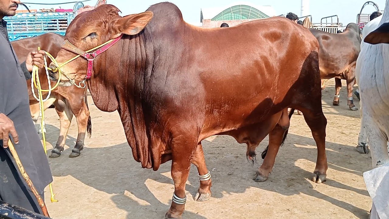 Lahore cow Mandi desi bachade sahiwal bachade  Qurbani 2026 ka maal big size bachade Sajjad Lahori #
